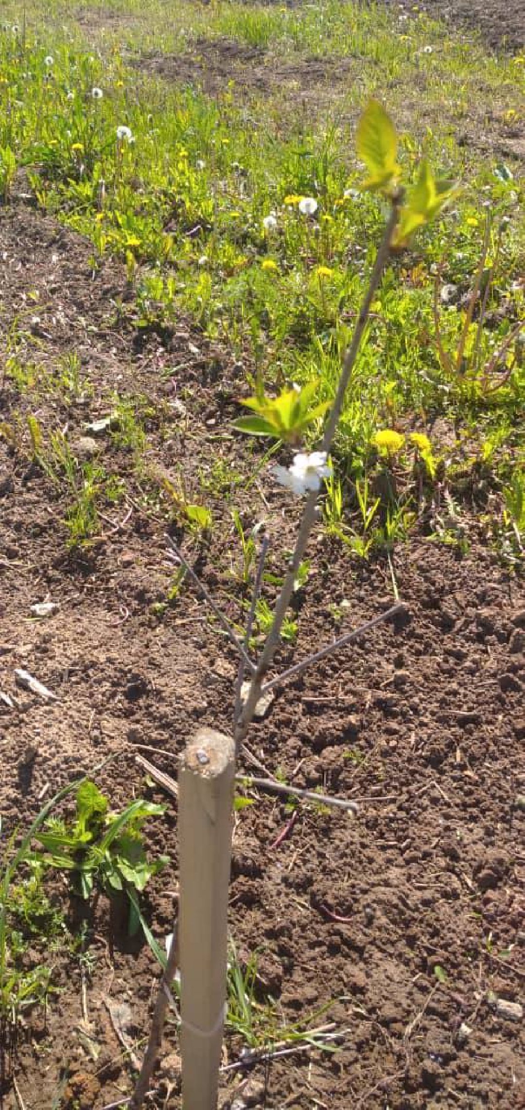 Екатерининский сад, сельское хозяйство, ягодовоство, вишня