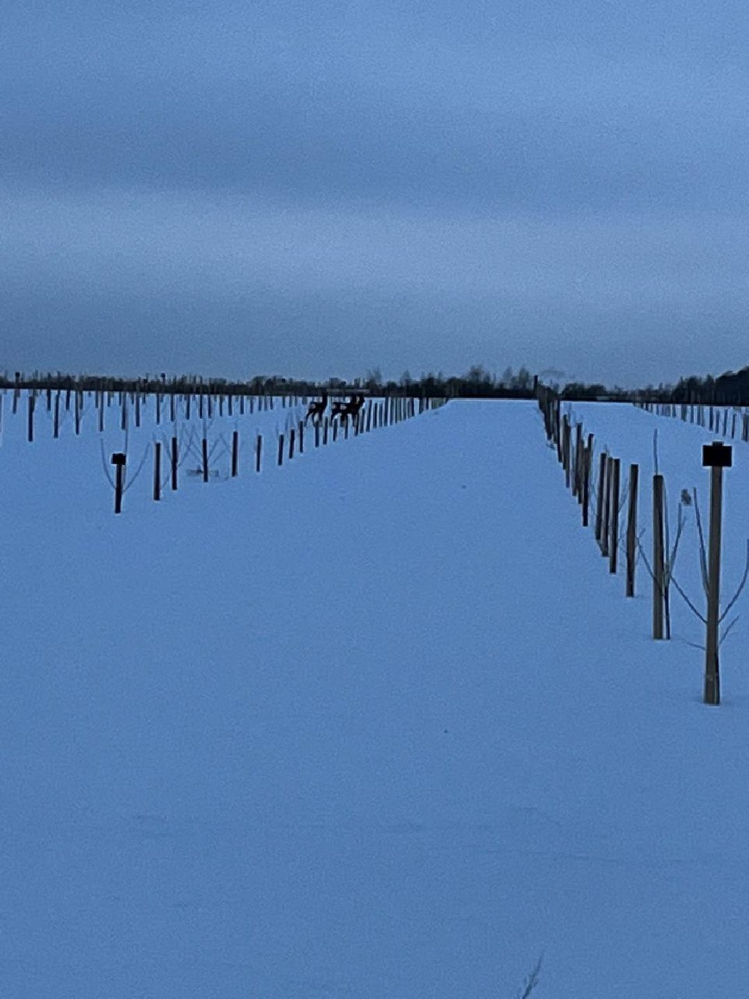 Екатерининский сад, сельское хозяйство, ягодовоство, вишня