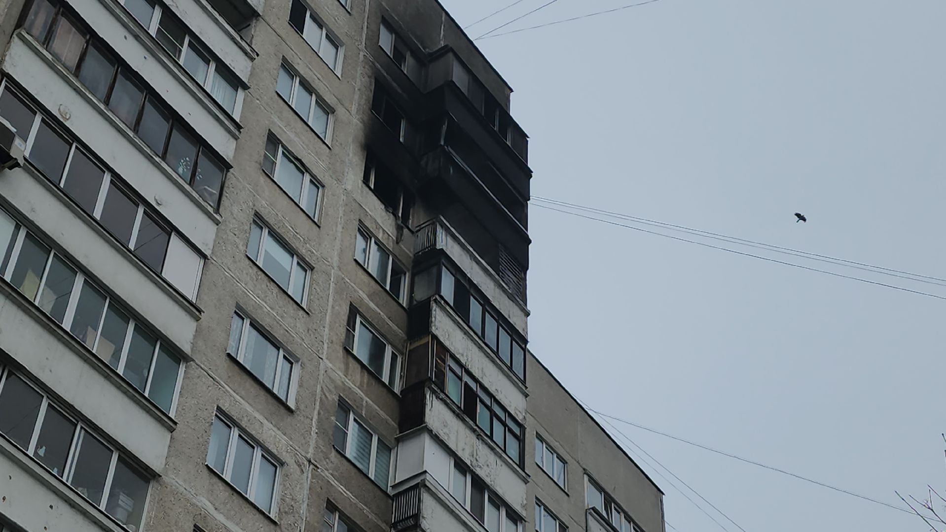 жуковский, пожар, домашние питомцы, мчс, пожарные, дети,