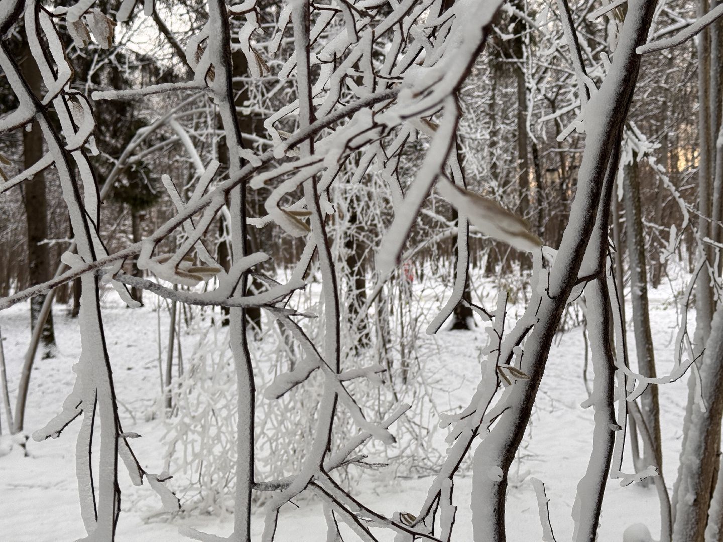 Одинцовский парк, Новогоднее украшение, Зима в подмосковье,вертикалка, вертикальное видео,