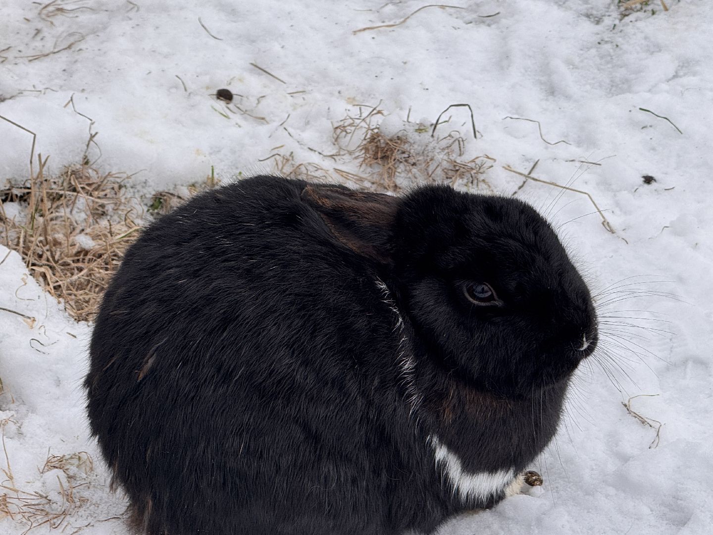 Клевое место, Ромашково, маленькая Голландия, туризм в подмосковье,
