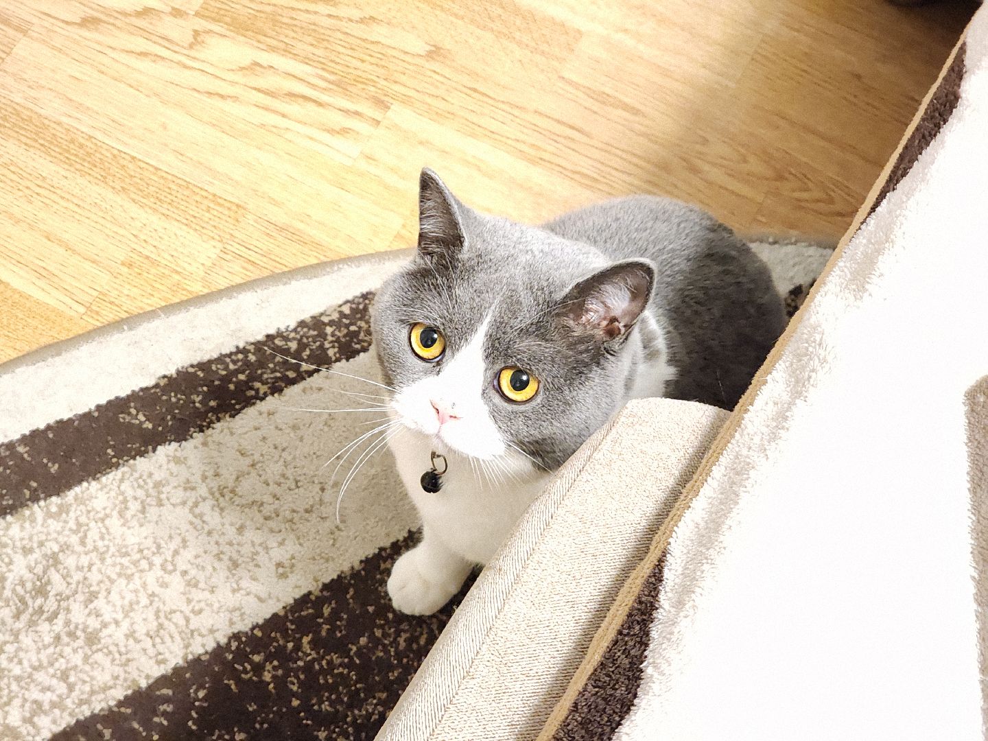 добрый, добрый дом, Егорьевск, Подмосковье, Московская область, социальная сфера, сопровождаемые квартиры,