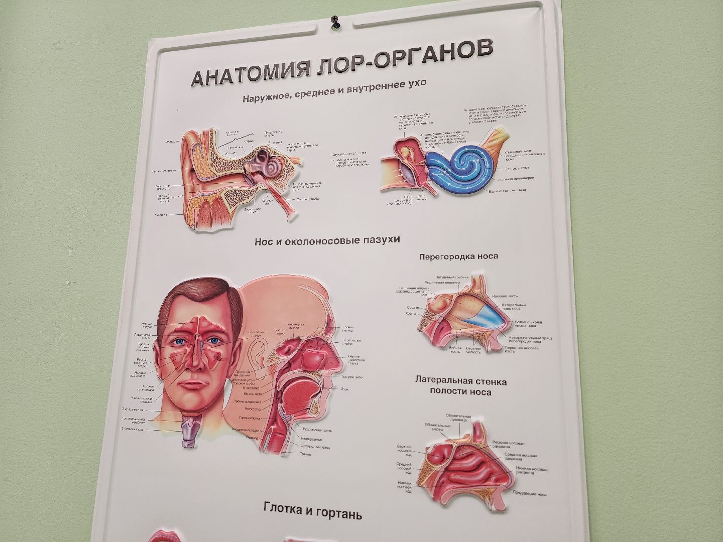 воскресенск, медицина, новый врач, оториноларинголог,