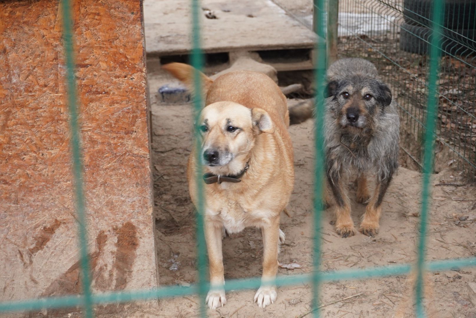 Павловский Посад, Городской округ Павловский Посад, Собаки, Приют, Животные, закон, Вертикалка, Вертикальное видео,