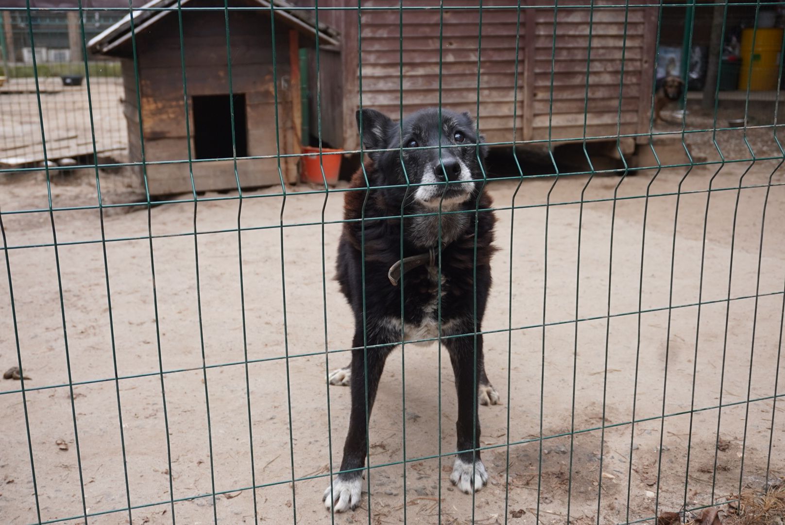 Павловский Посад, Городской округ Павловский Посад, Собаки, Приют, Животные, закон, Вертикалка, Вертикальное видео,