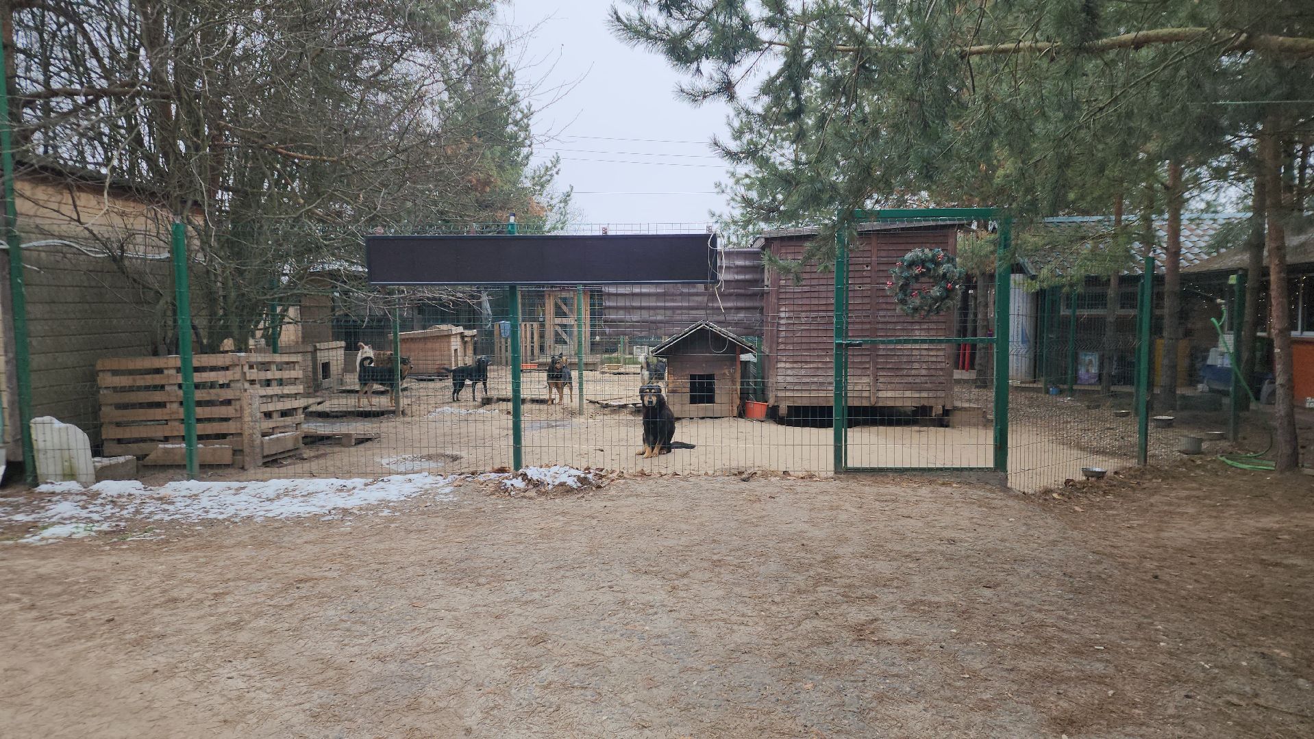 Павловский Посад, Городской округ Павловский Посад, Собаки, Приют, Животные, закон, Вертикалка, Вертикальное видео,