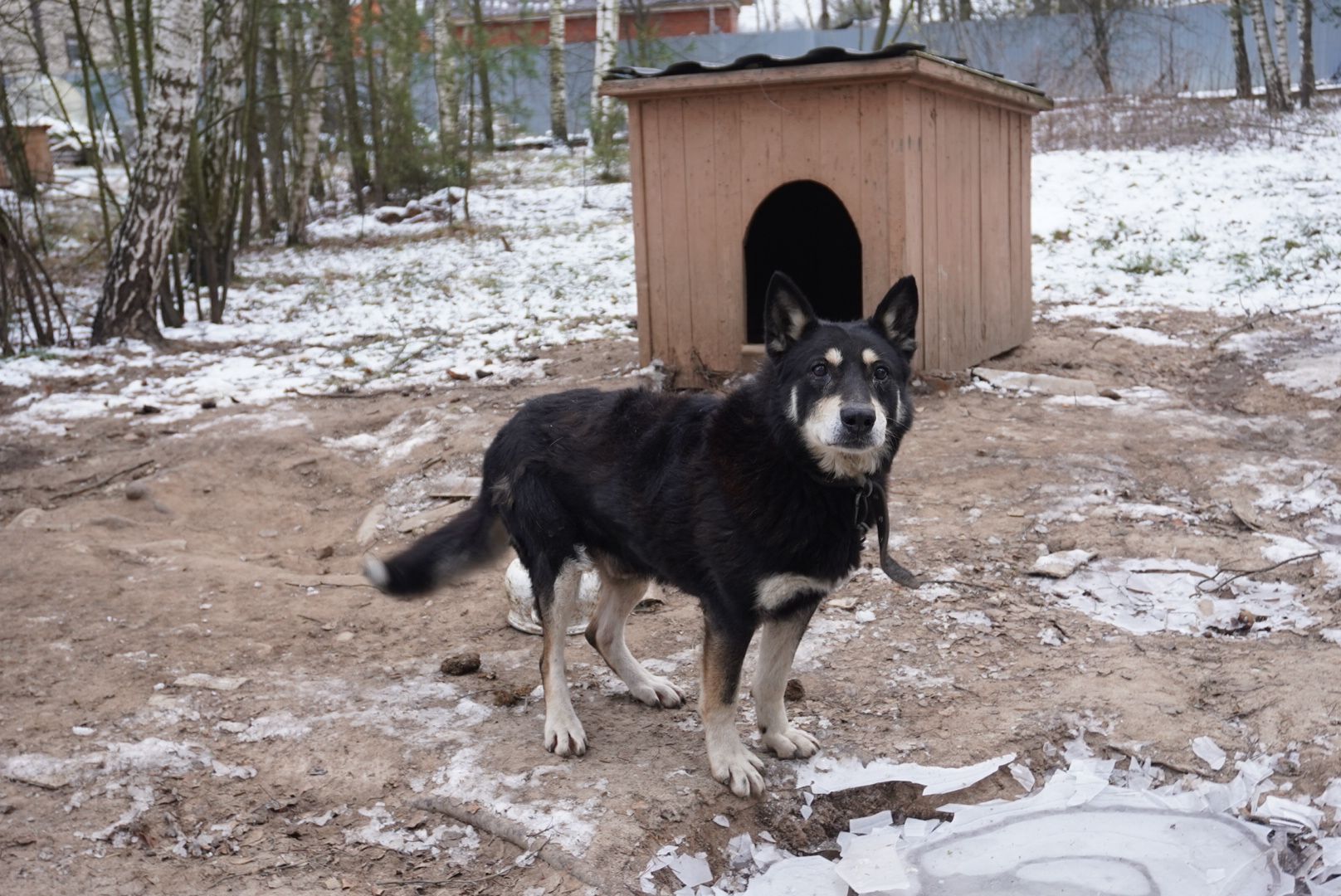 Павловский Посад, Городской округ Павловский Посад, Собаки, Приют, Животные, закон, Вертикалка, Вертикальное видео,