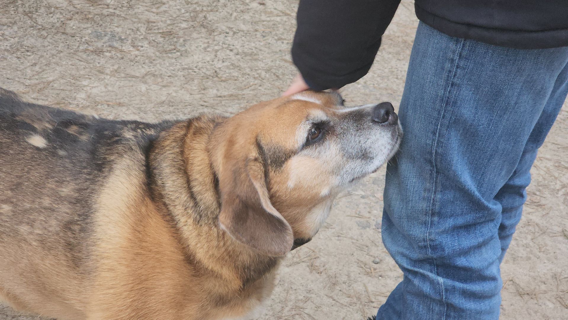 Павловский Посад, Городской округ Павловский Посад, Собаки, Приют, Животные, закон, Вертикалка, Вертикальное видео,