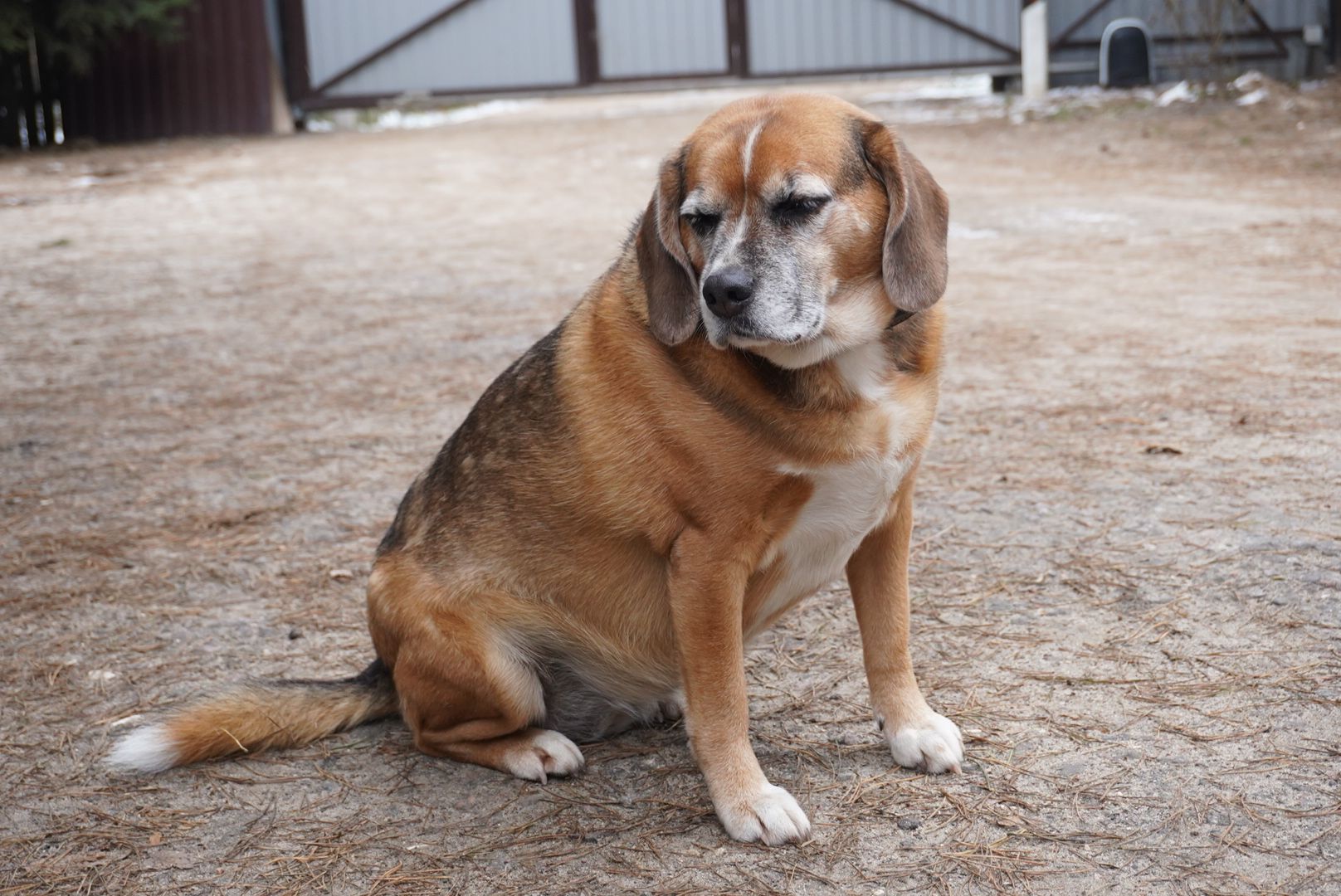 Павловский Посад, Городской округ Павловский Посад, Собаки, Приют, Животные, закон, Вертикалка, Вертикальное видео,
