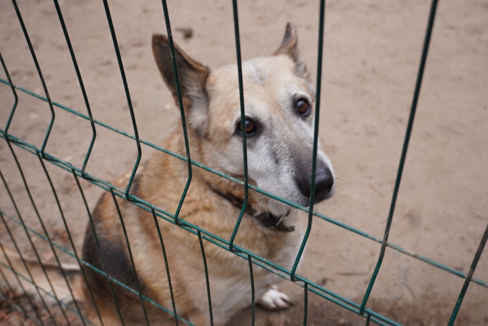 Павловский Посад, Городской округ Павловский Посад, Собаки, Приют, Животные, закон, Вертикалка, Вертикальное видео,