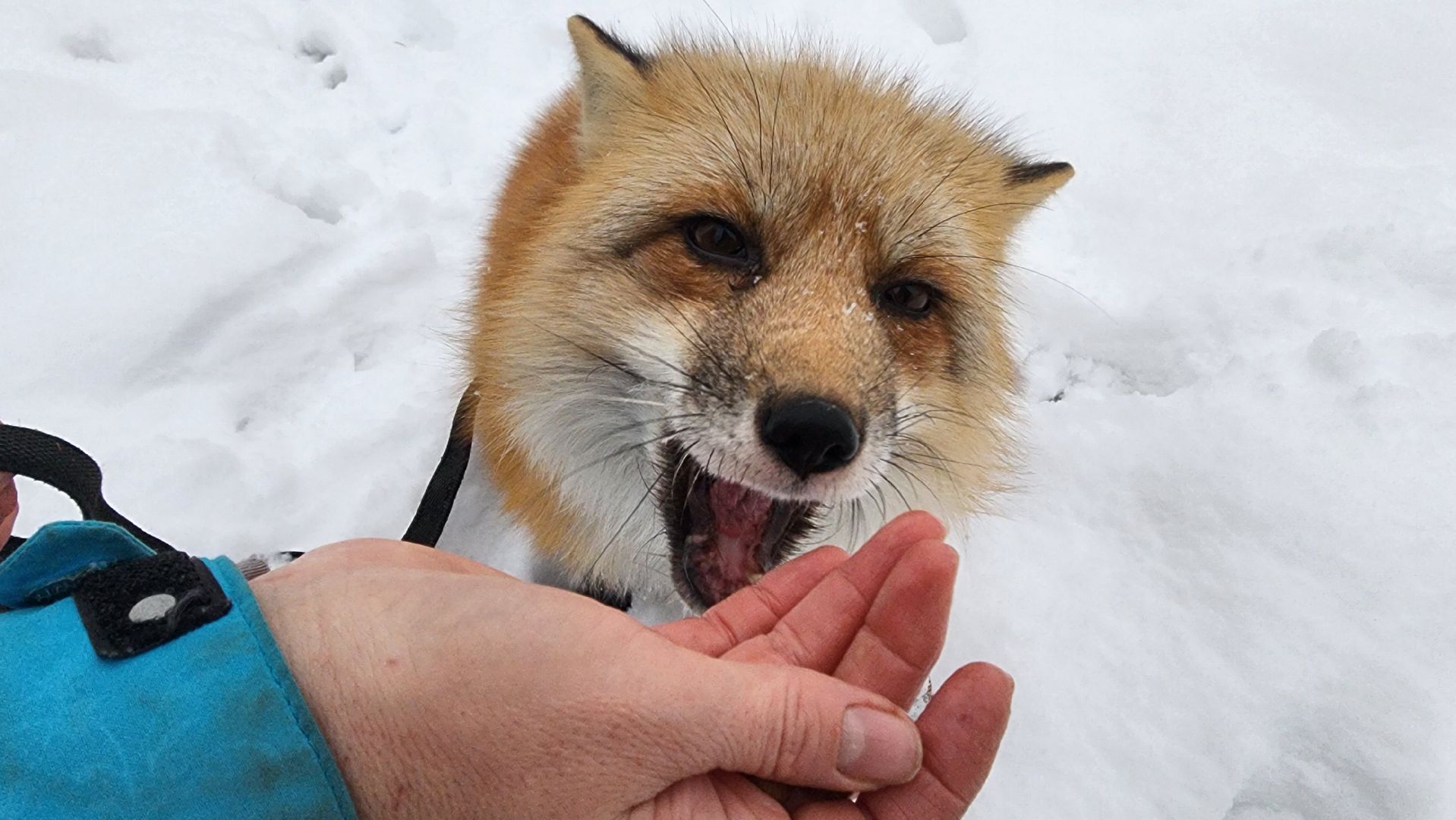 вертикалки, солнечногорск, благотворительность, редкие виды животных,