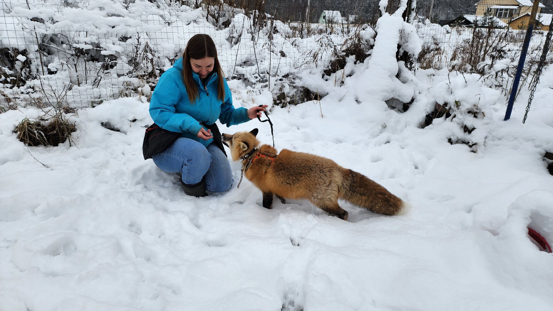 вертикалки, солнечногорск, благотворительность, редкие виды животных,
