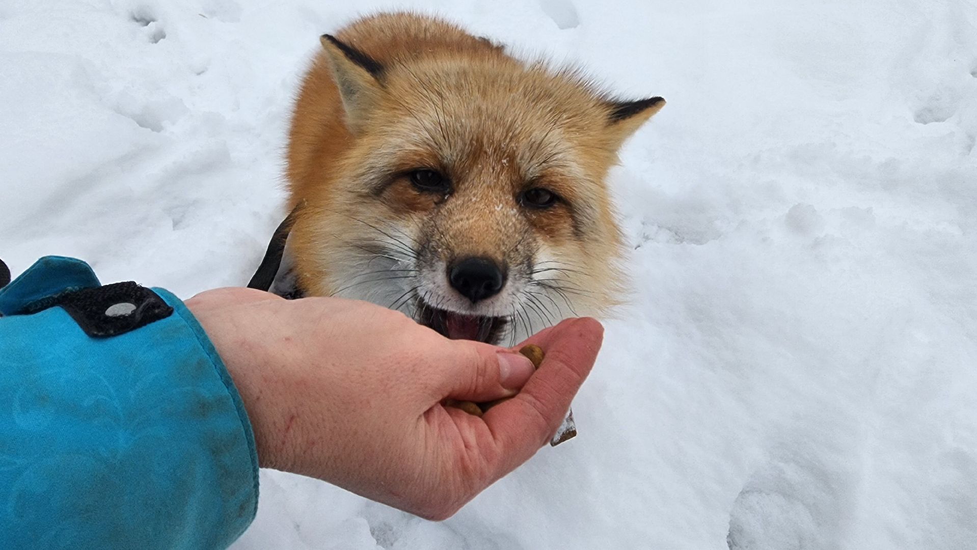 вертикалки, солнечногорск, благотворительность, редкие виды животных,