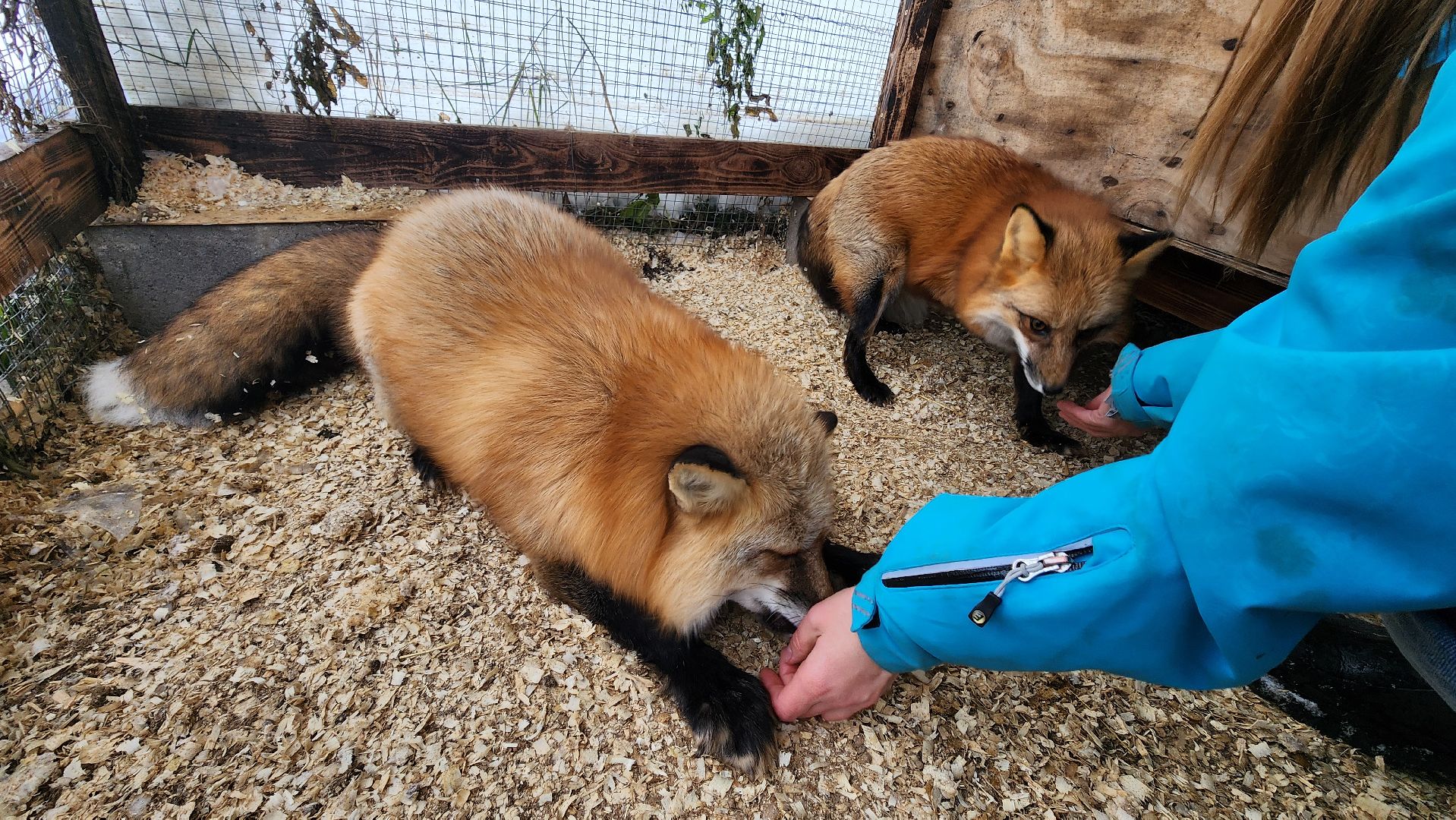 вертикалки, солнечногорск, благотворительность, редкие виды животных,