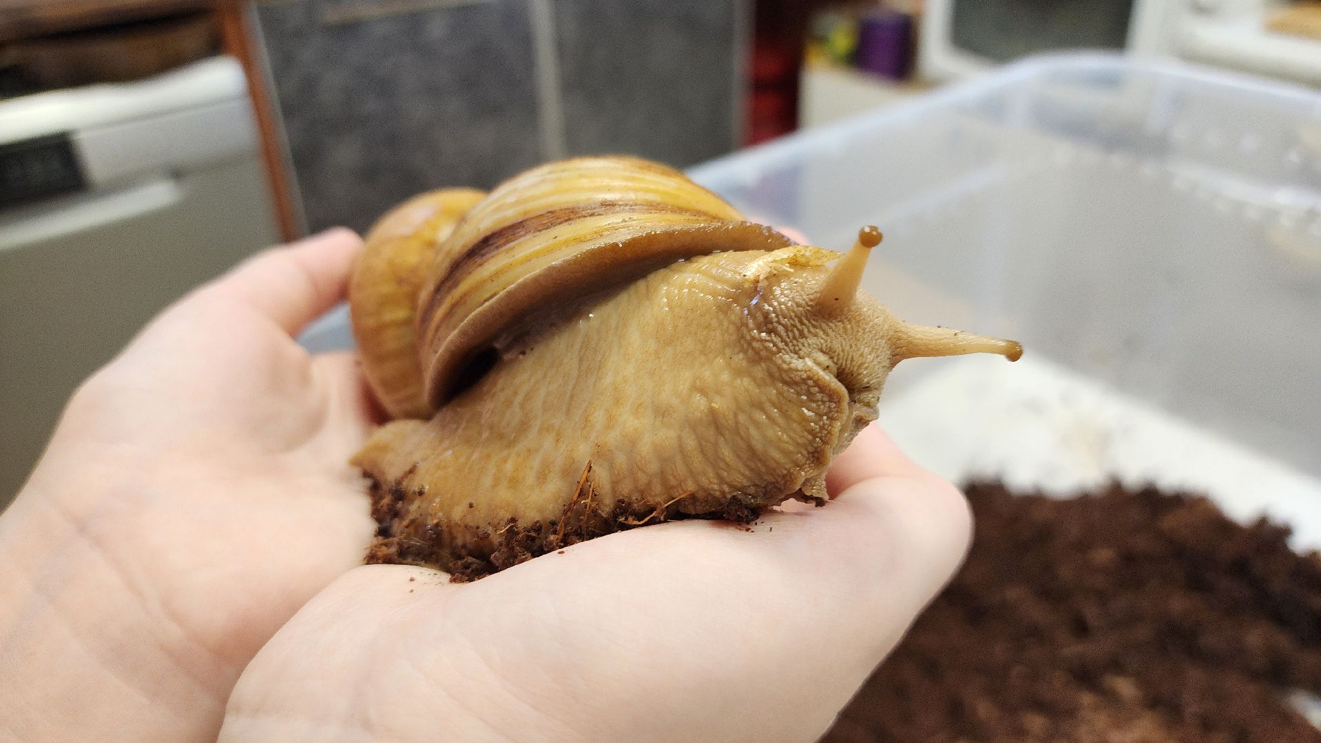 вертикалки, солнечногорск, благотворительность, редкие виды животных,