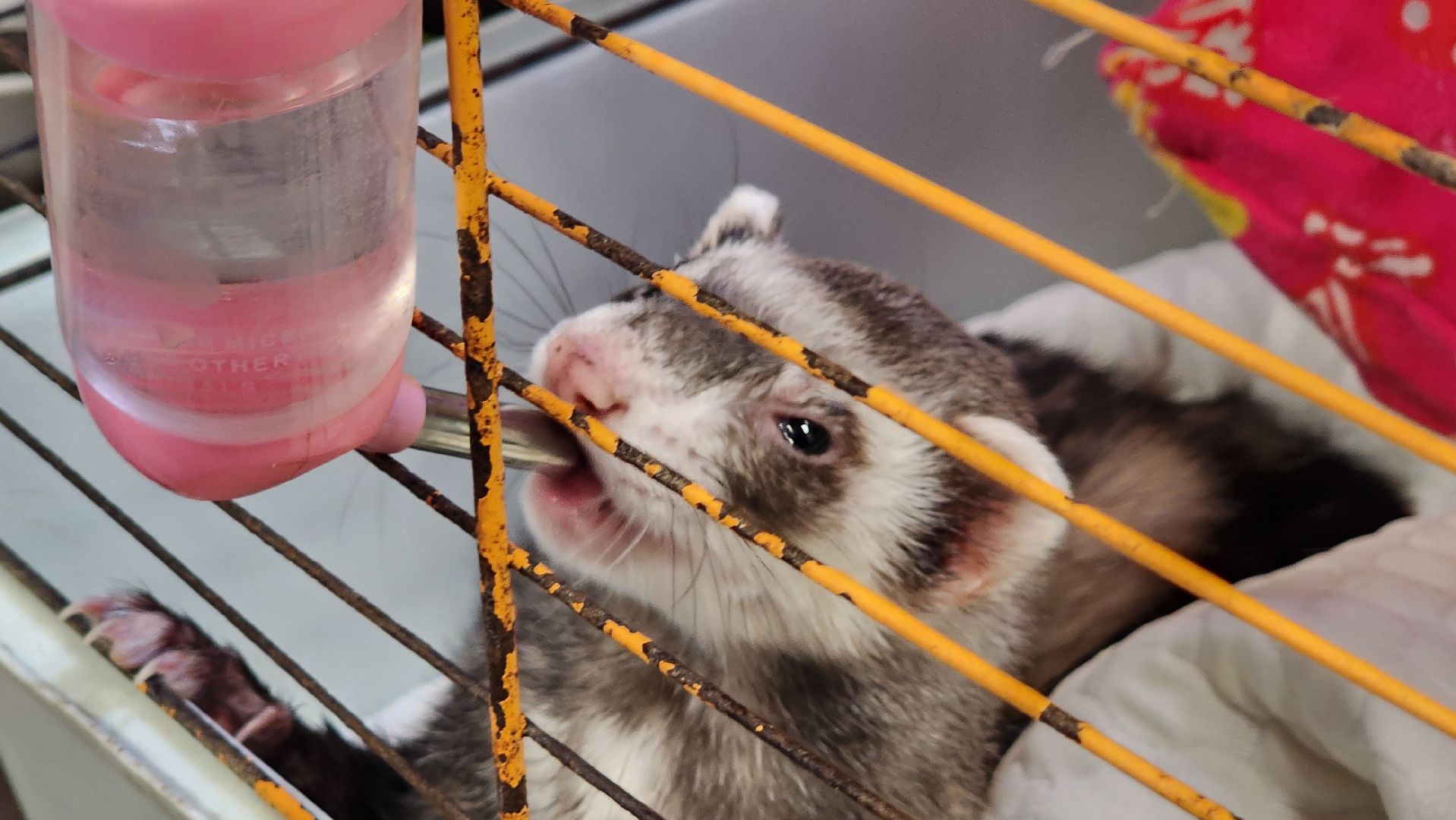 вертикалки, солнечногорск, благотворительность, редкие виды животных,