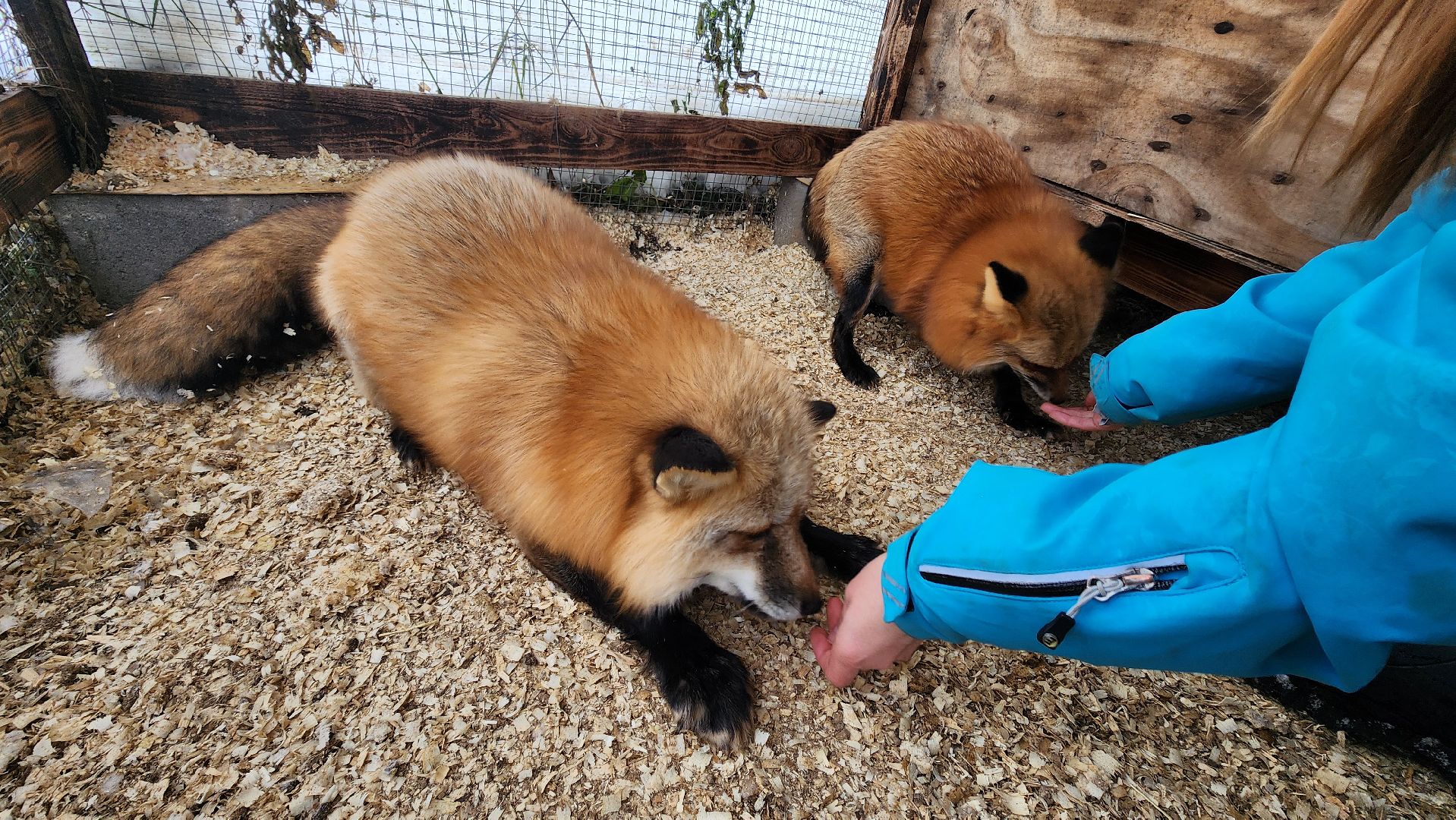 вертикалки, солнечногорск, благотворительность, редкие виды животных,