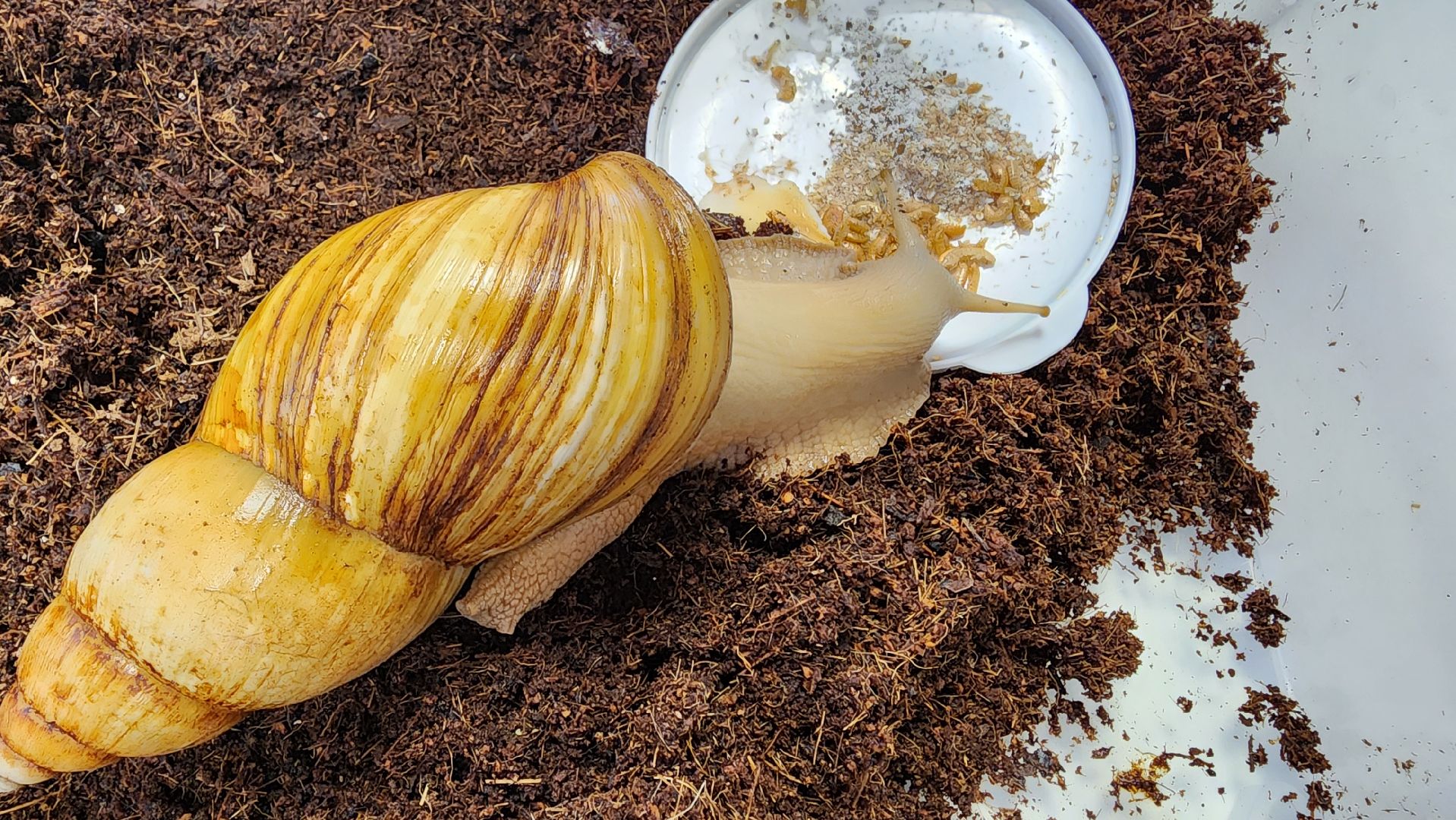 вертикалки, солнечногорск, благотворительность, редкие виды животных,