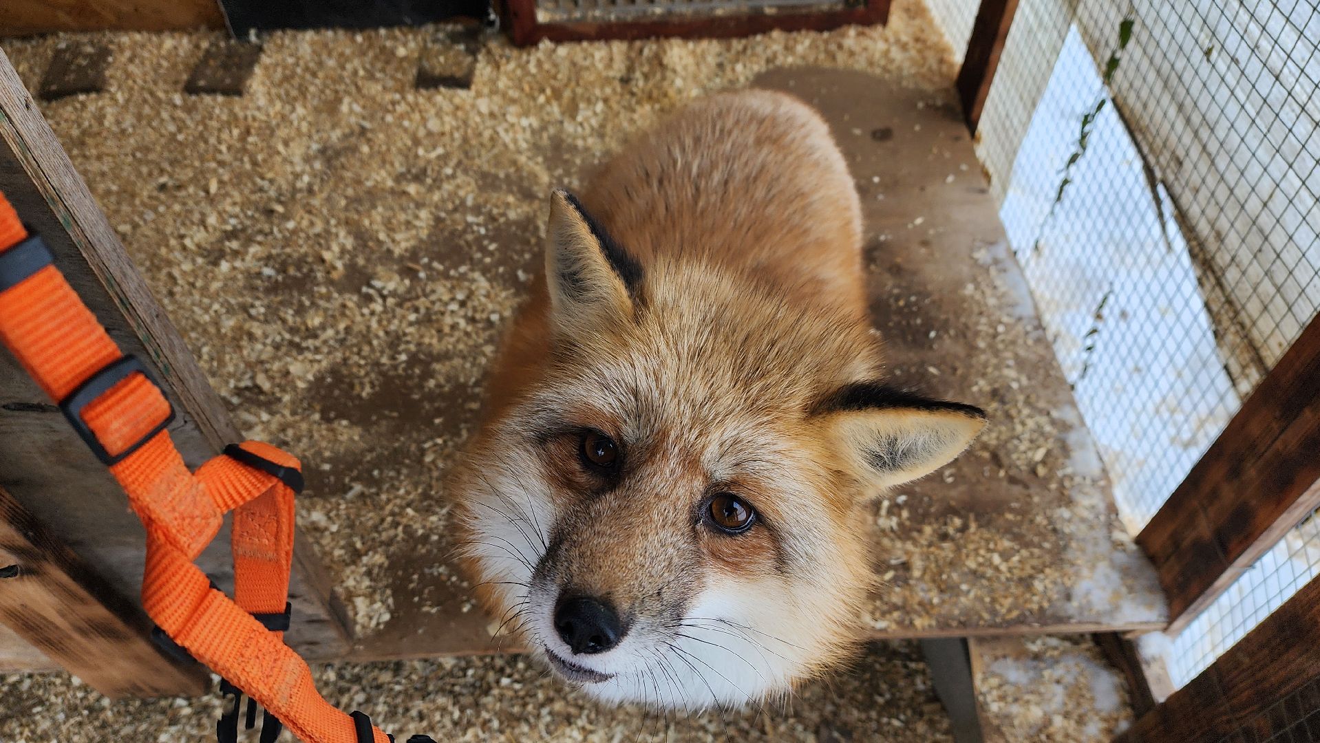 вертикалки, солнечногорск, благотворительность, редкие виды животных,