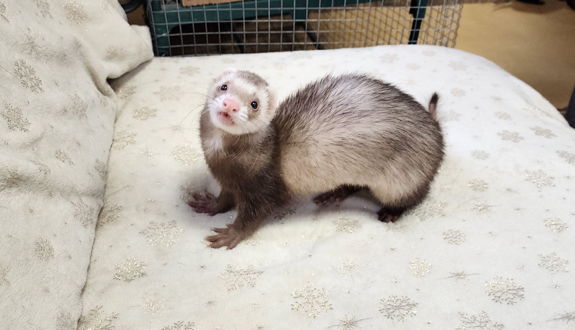 вертикалки, солнечногорск, благотворительность, редкие виды животных,