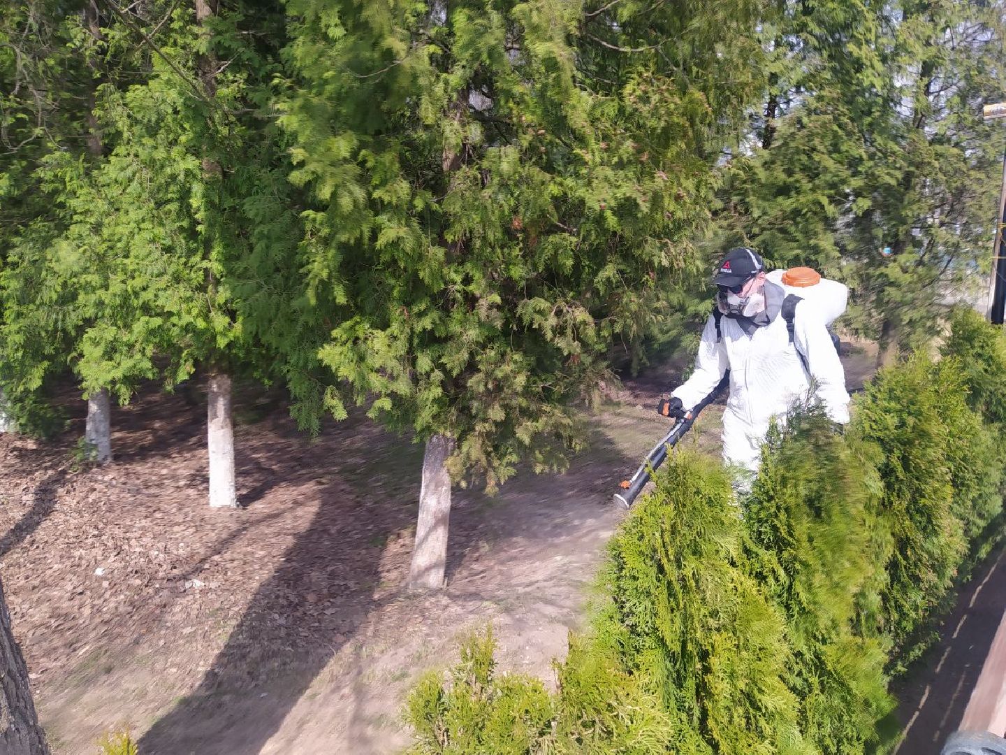 клещи, санобработка, безопасность, парки, животные