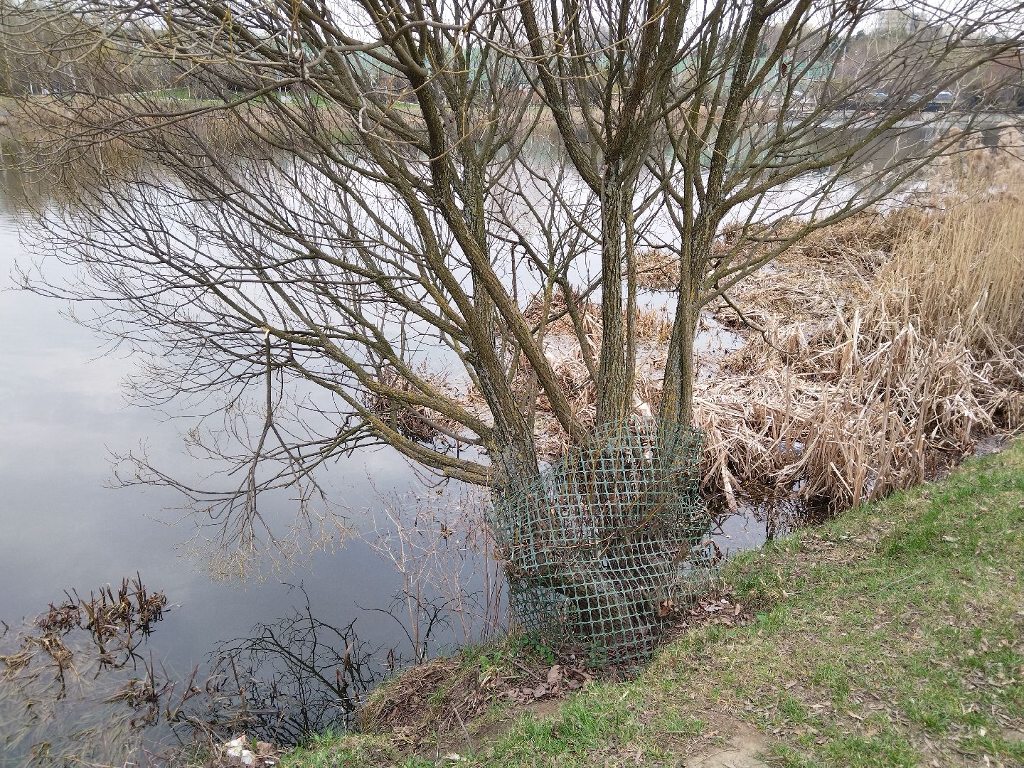 благоустройство, Мытищи, центральный парк, парк мира, бобры
