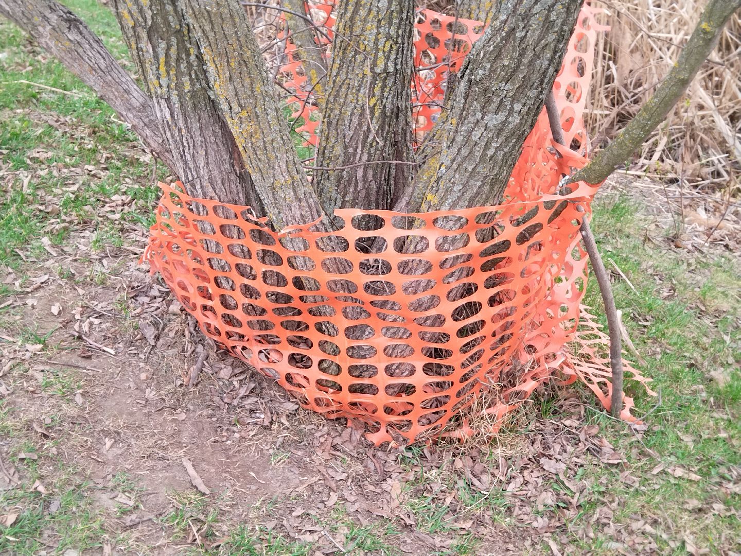 благоустройство, Мытищи, центральный парк, парк мира, бобры