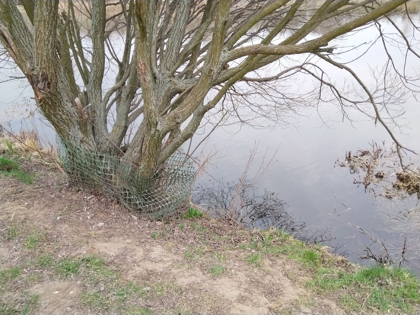 благоустройство, Мытищи, центральный парк, парк мира, бобры