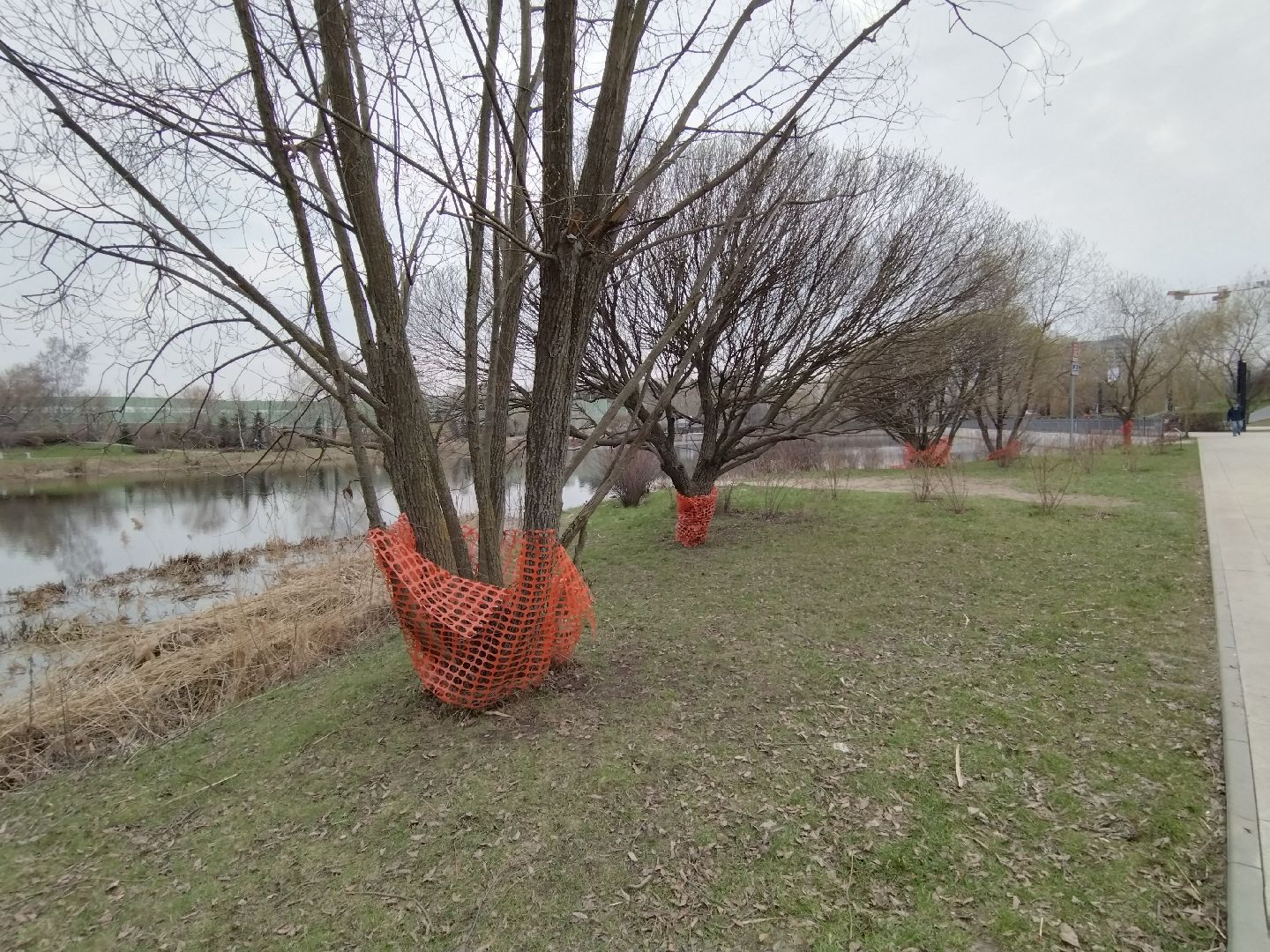 благоустройство, Мытищи, центральный парк, парк мира, бобры