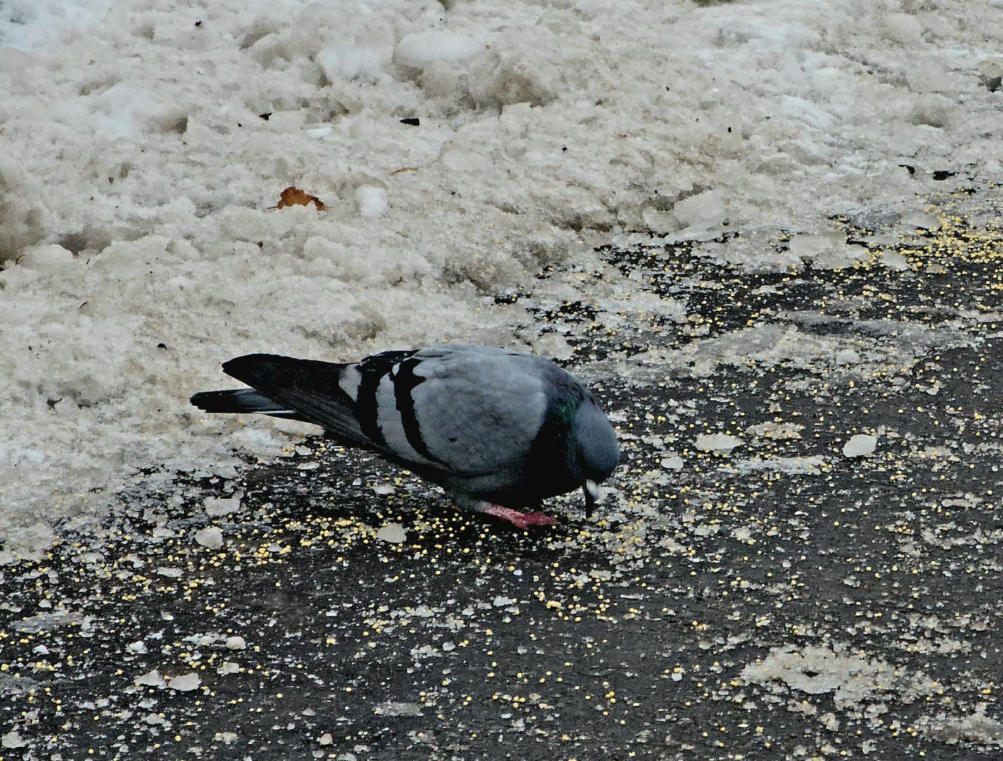 Подкормка птиц, кормушки, Зима, Лобня, вертикалки,