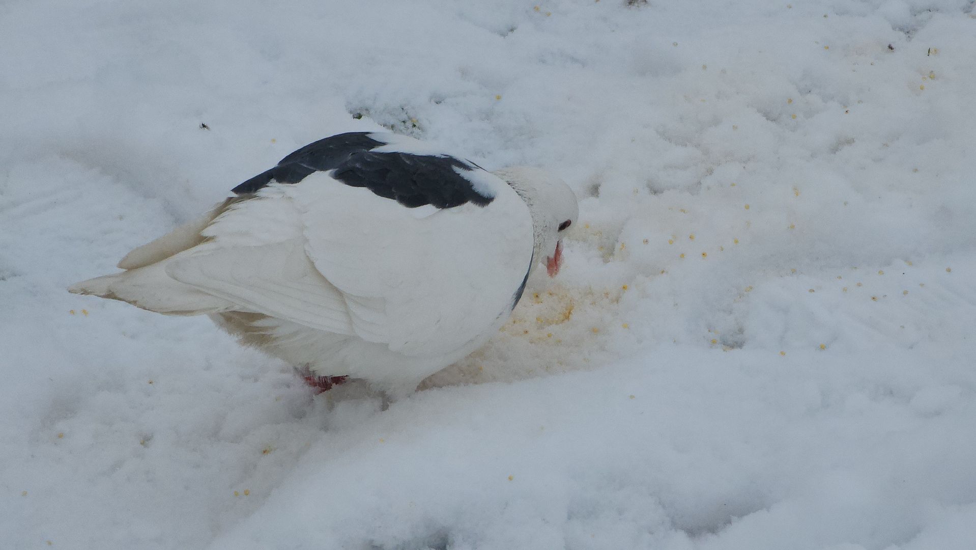 Подкормка птиц, кормушки, Зима, Лобня, вертикалки,