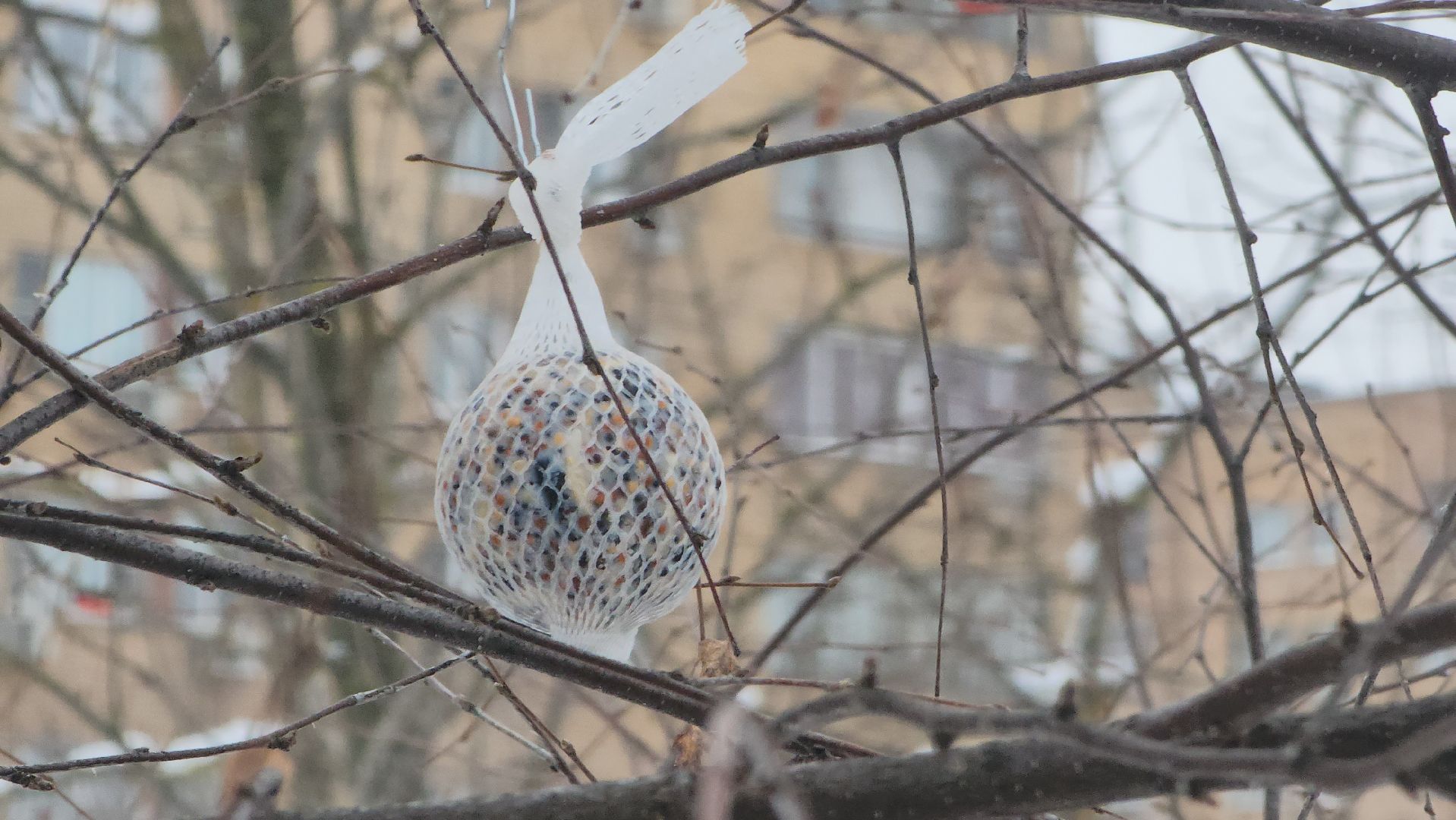 Подкормка птиц, кормушки, Зима, Лобня, вертикалки,