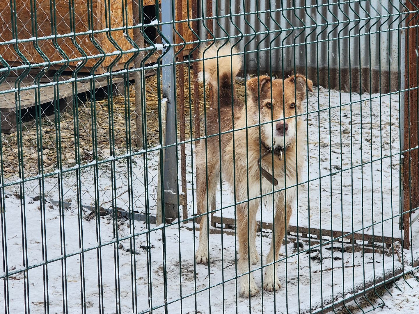 серпухов, зоозащита, собачий приют, собаки, штрафы за собак, московское шоссе, вертикалки,