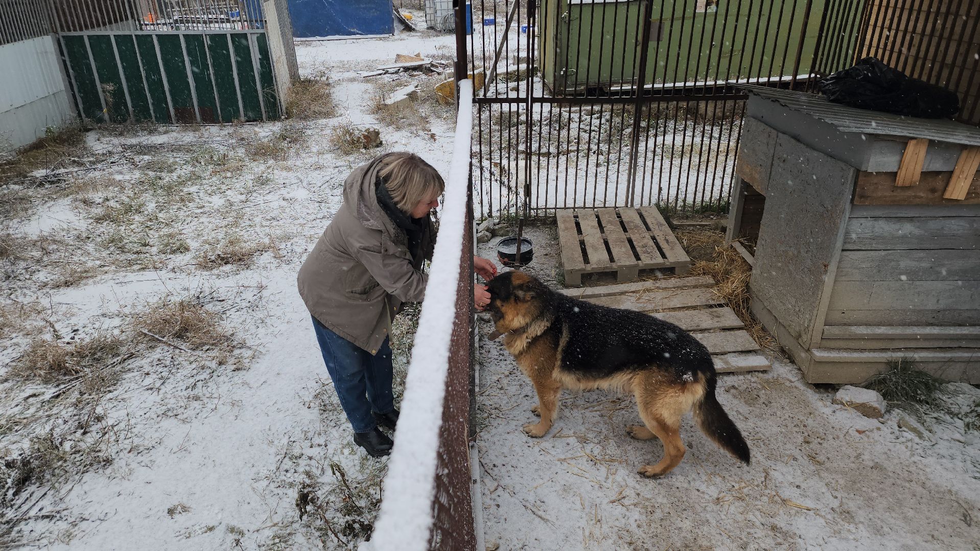 серпухов, зоозащита, собачий приют, собаки, штрафы за собак, московское шоссе, вертикалки,