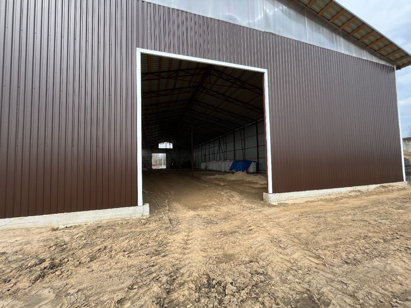 Шаховская, ферма, коровы