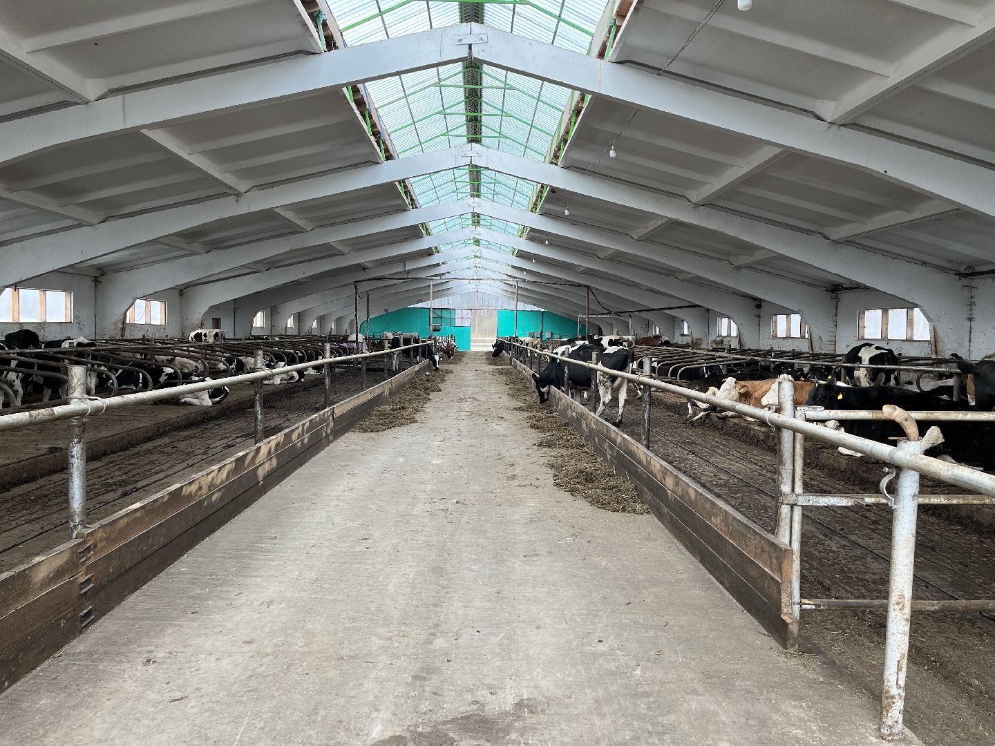 Шаховская, ферма, коровы