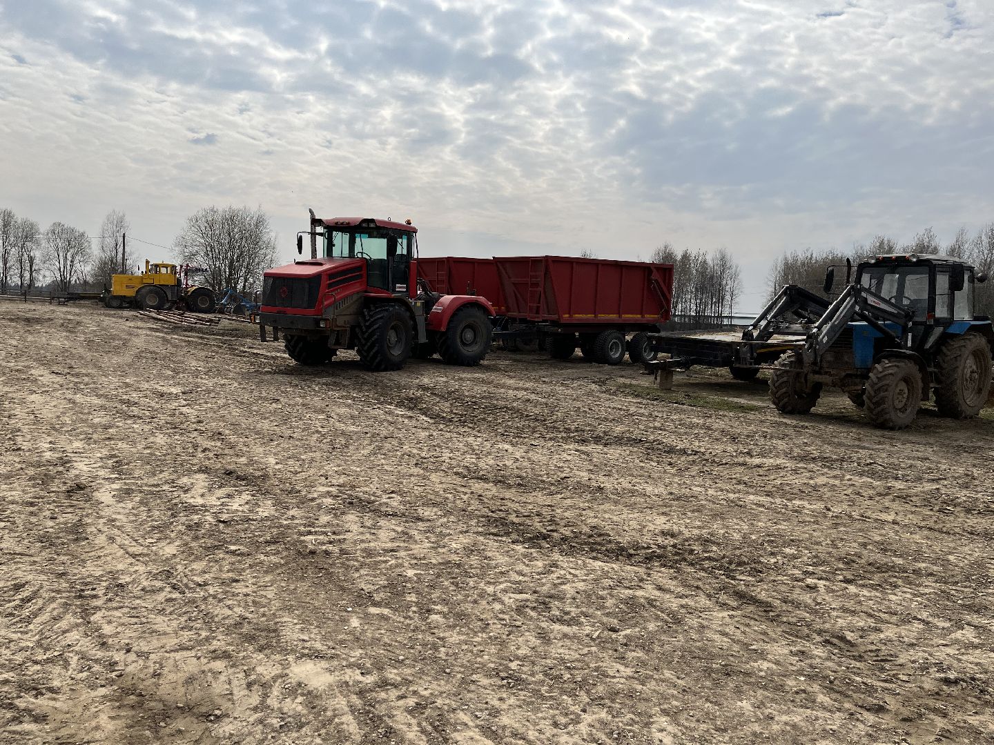 Шаховская, ферма, коровы