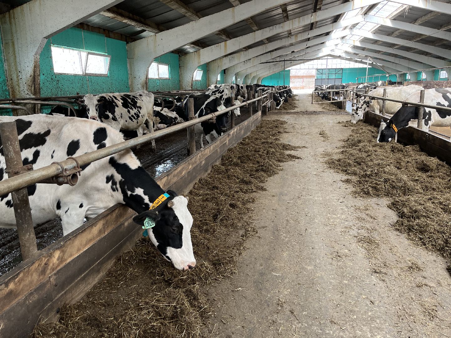 Шаховская, ферма, коровы