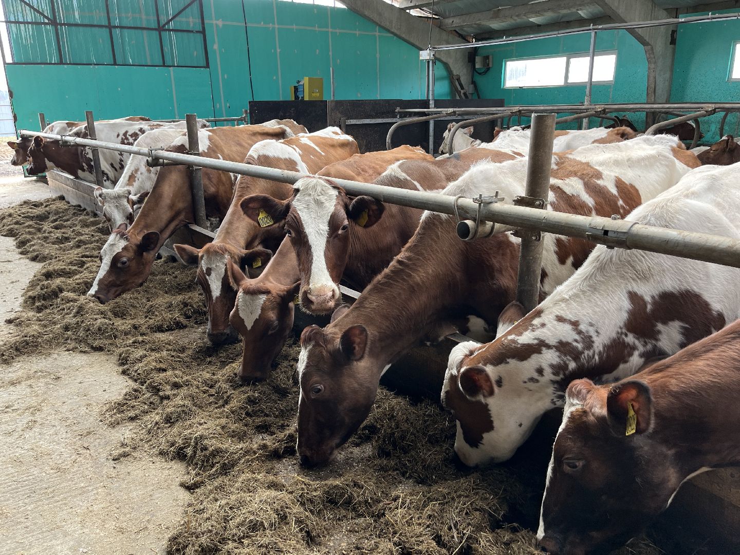 Шаховская, ферма, коровы