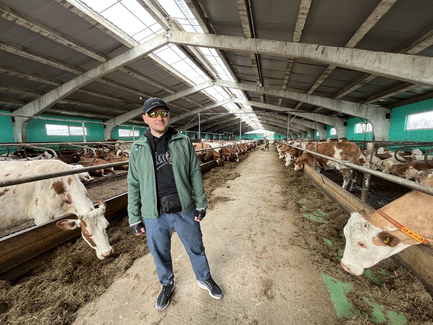 Шаховская, ферма, коровы