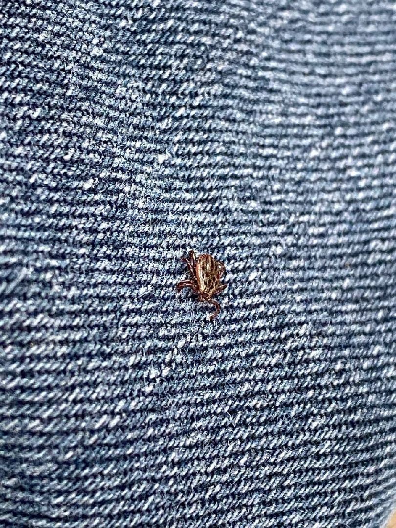 Ступино, клещи, безопасность, СОКБ