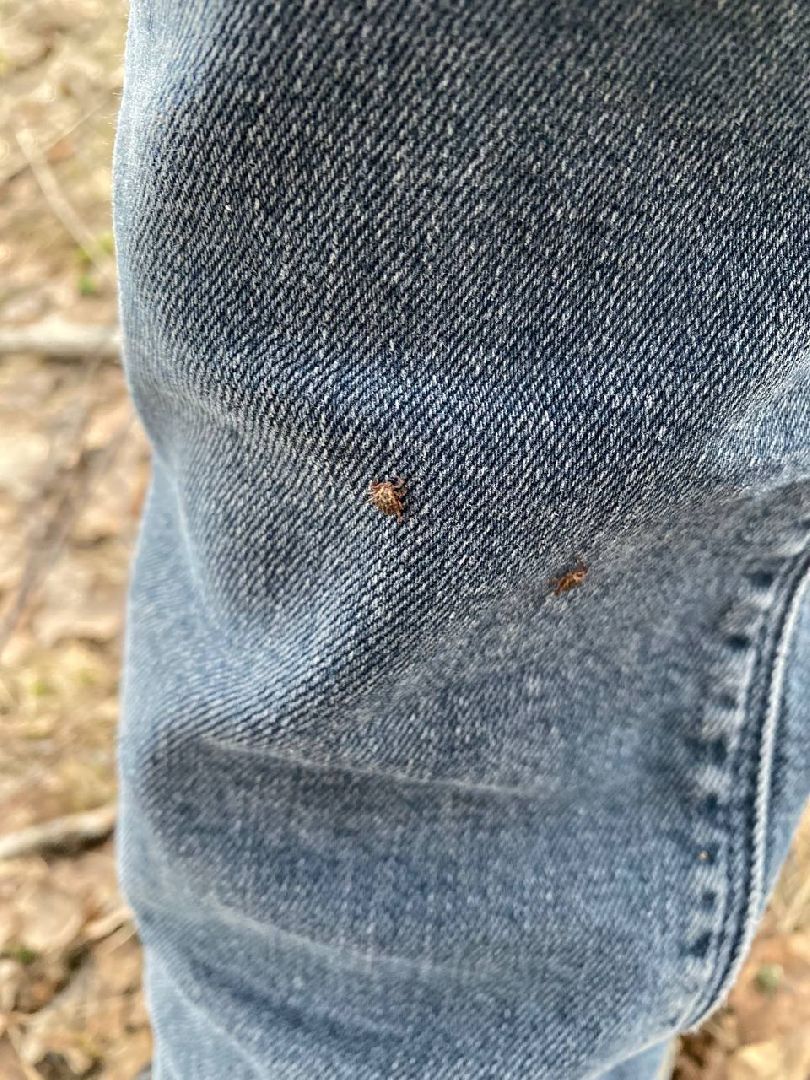 Ступино, клещи, безопасность, СОКБ