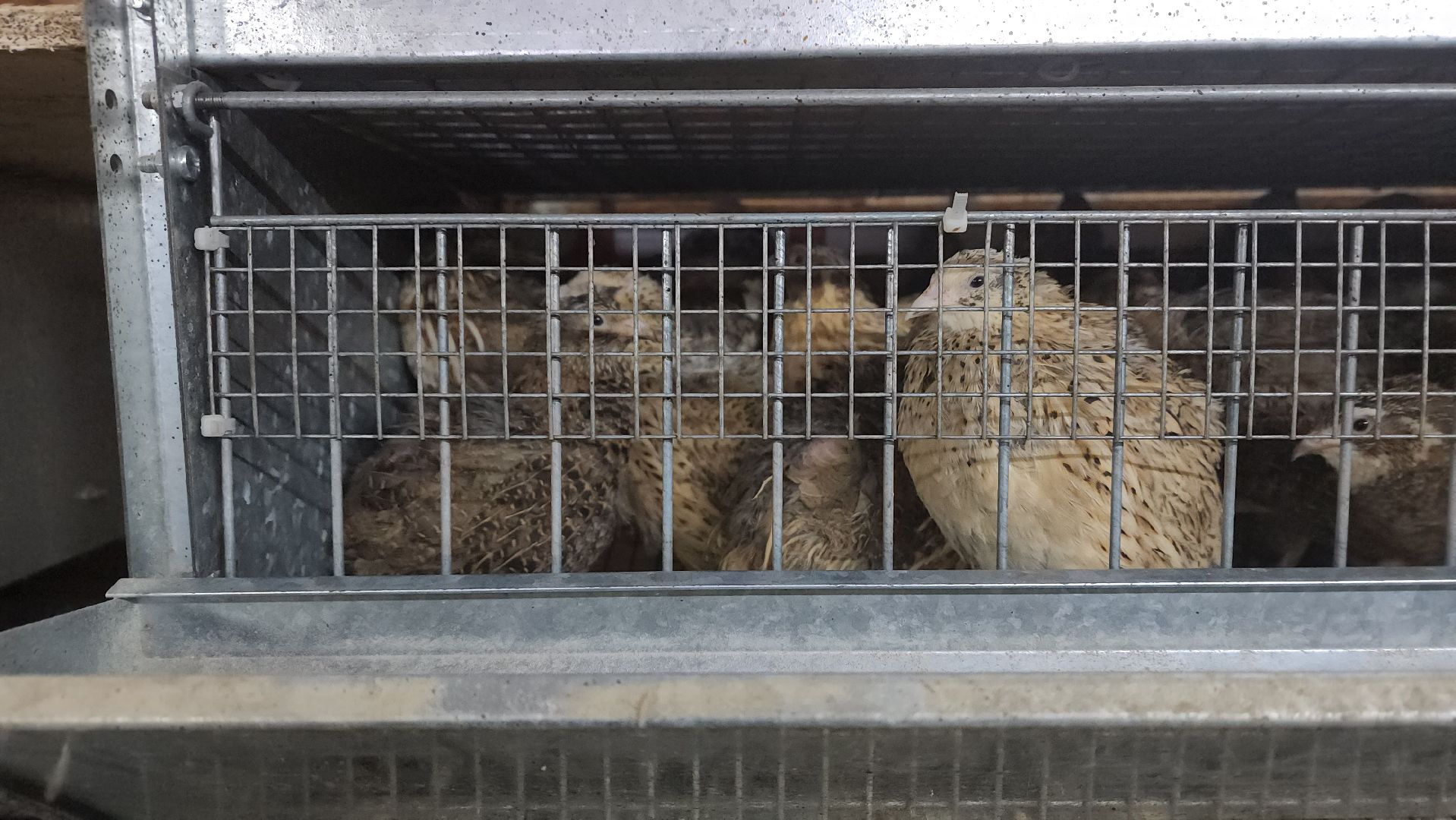 вертикалки, пушкинский, экотуризм, усадьба, фермерские продукты, куры, форель, предпринимательство, нежный бизнес, обмен опытом,