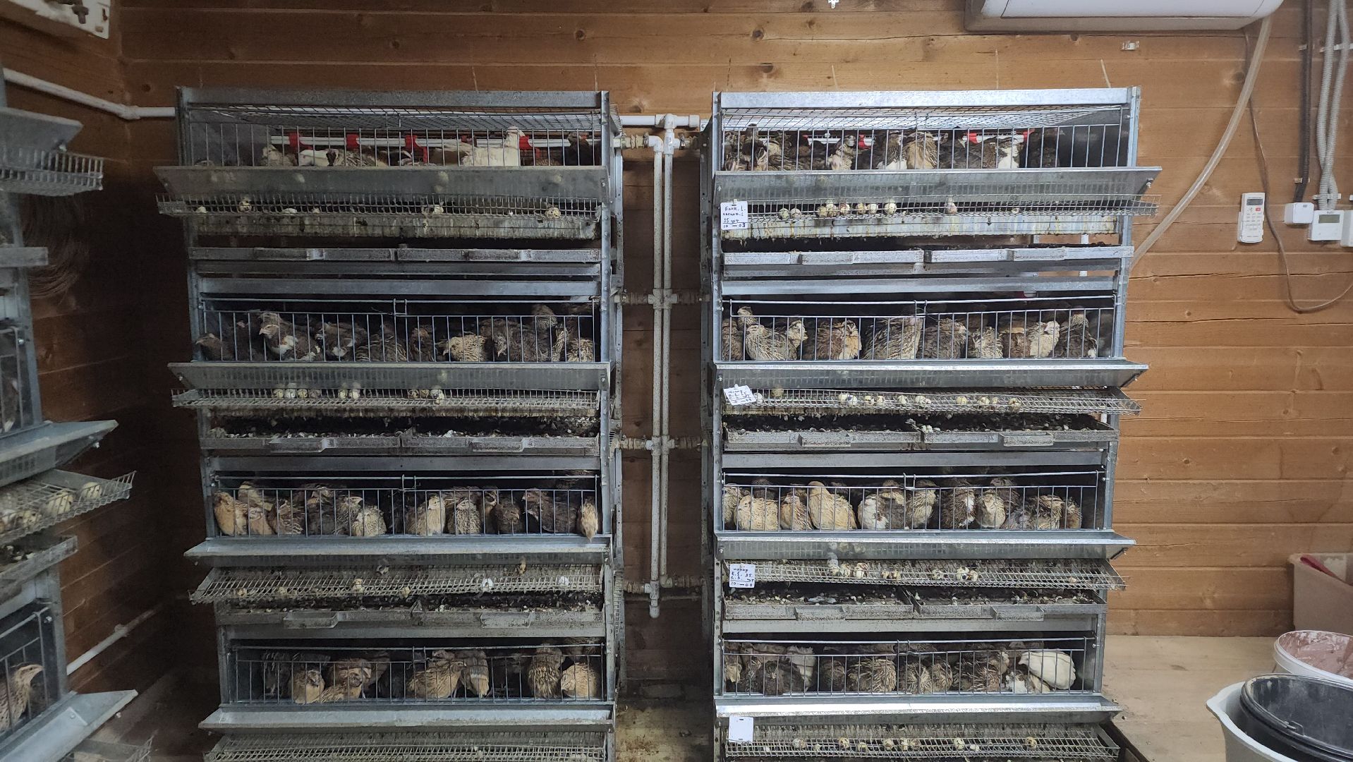 вертикалки, пушкинский, экотуризм, усадьба, фермерские продукты, куры, форель, предпринимательство, нежный бизнес, обмен опытом,