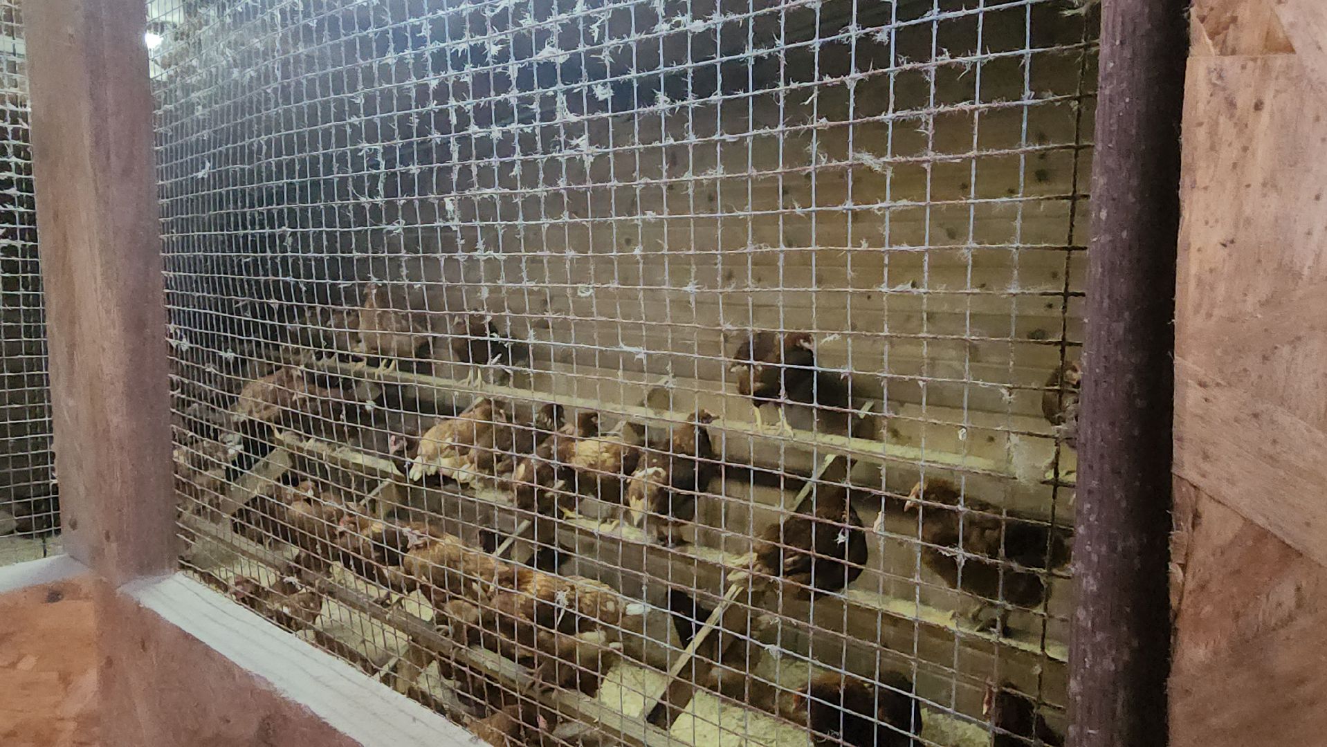 вертикалки, пушкинский, экотуризм, усадьба, фермерские продукты, куры, форель, предпринимательство, нежный бизнес, обмен опытом,