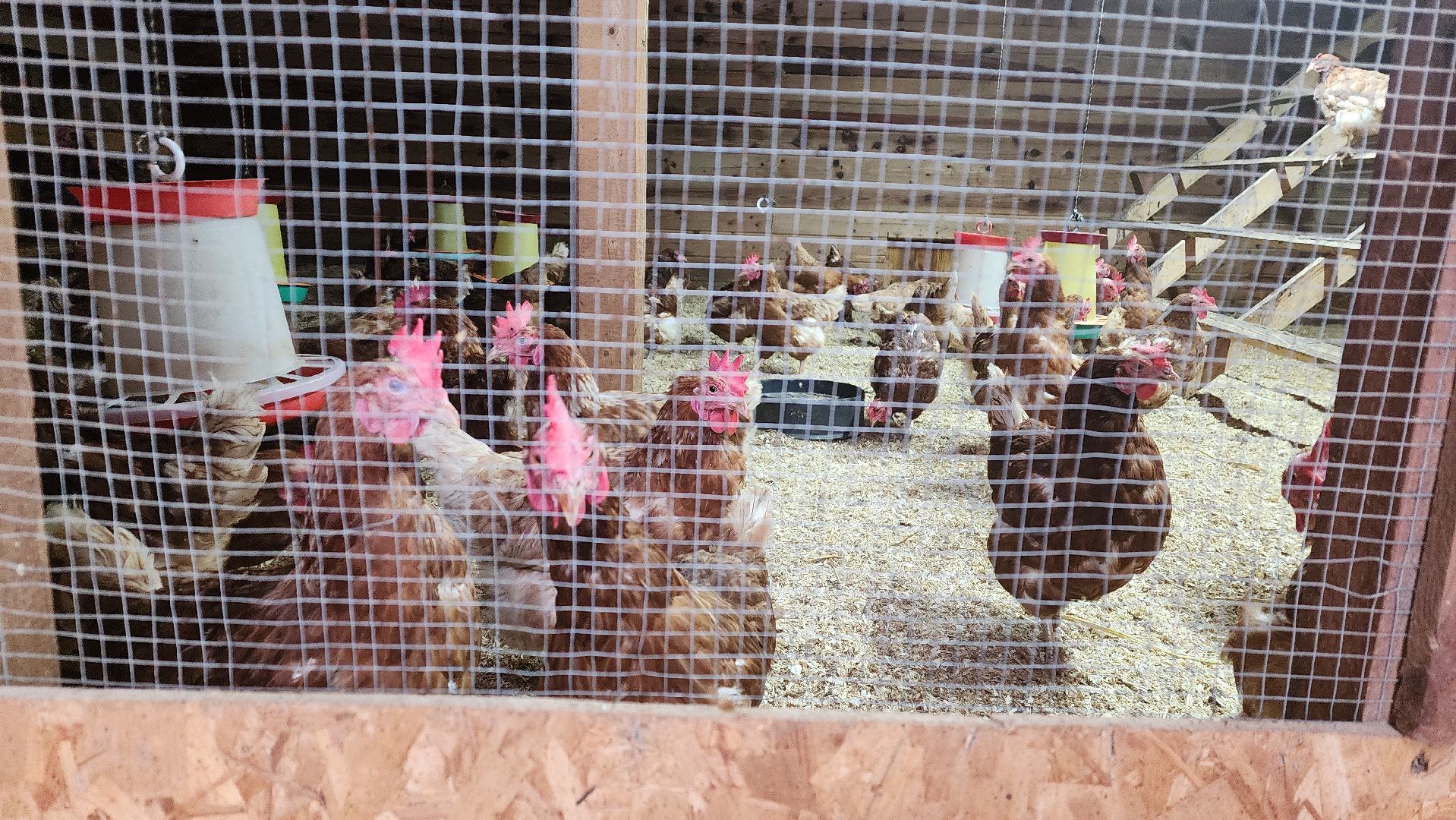 вертикалки, пушкинский, экотуризм, усадьба, фермерские продукты, куры, форель, предпринимательство, нежный бизнес, обмен опытом,