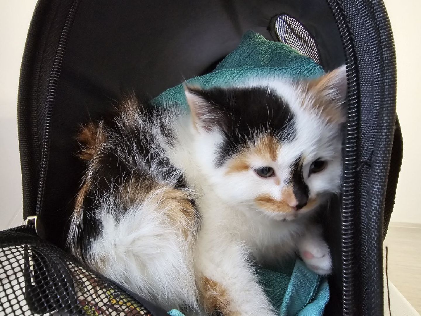 можайск, можайский городской округ, подмосковье, новая квартира, Переселение граждан из аварийного жилищного фонда в Московской области на 2019 2025 годы, жилье и городская среда, переселенцы, аварийное жилье, новый дом, ключи от квартиры, президентский проект,