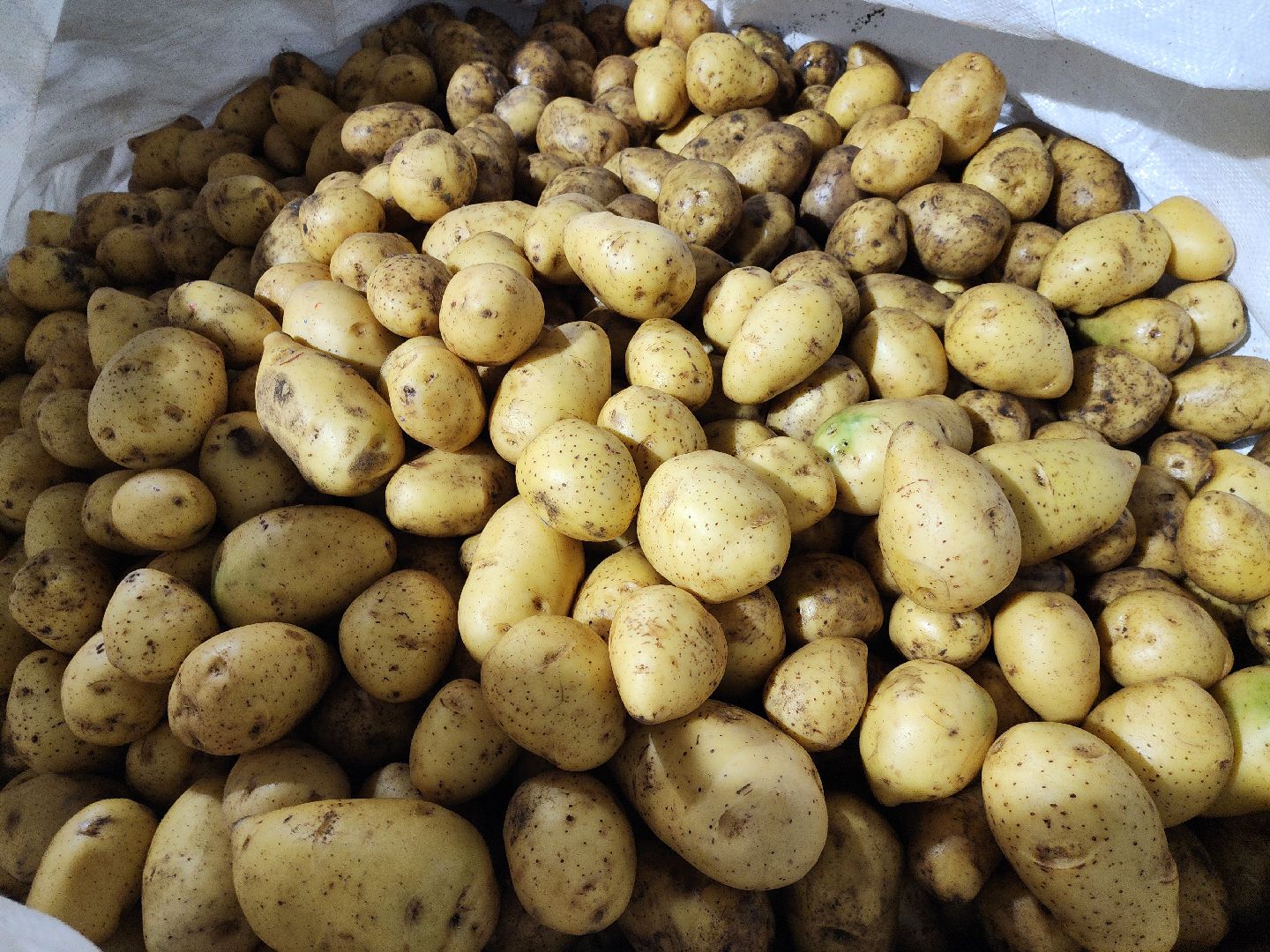 луховицы, сельское хозяйство,