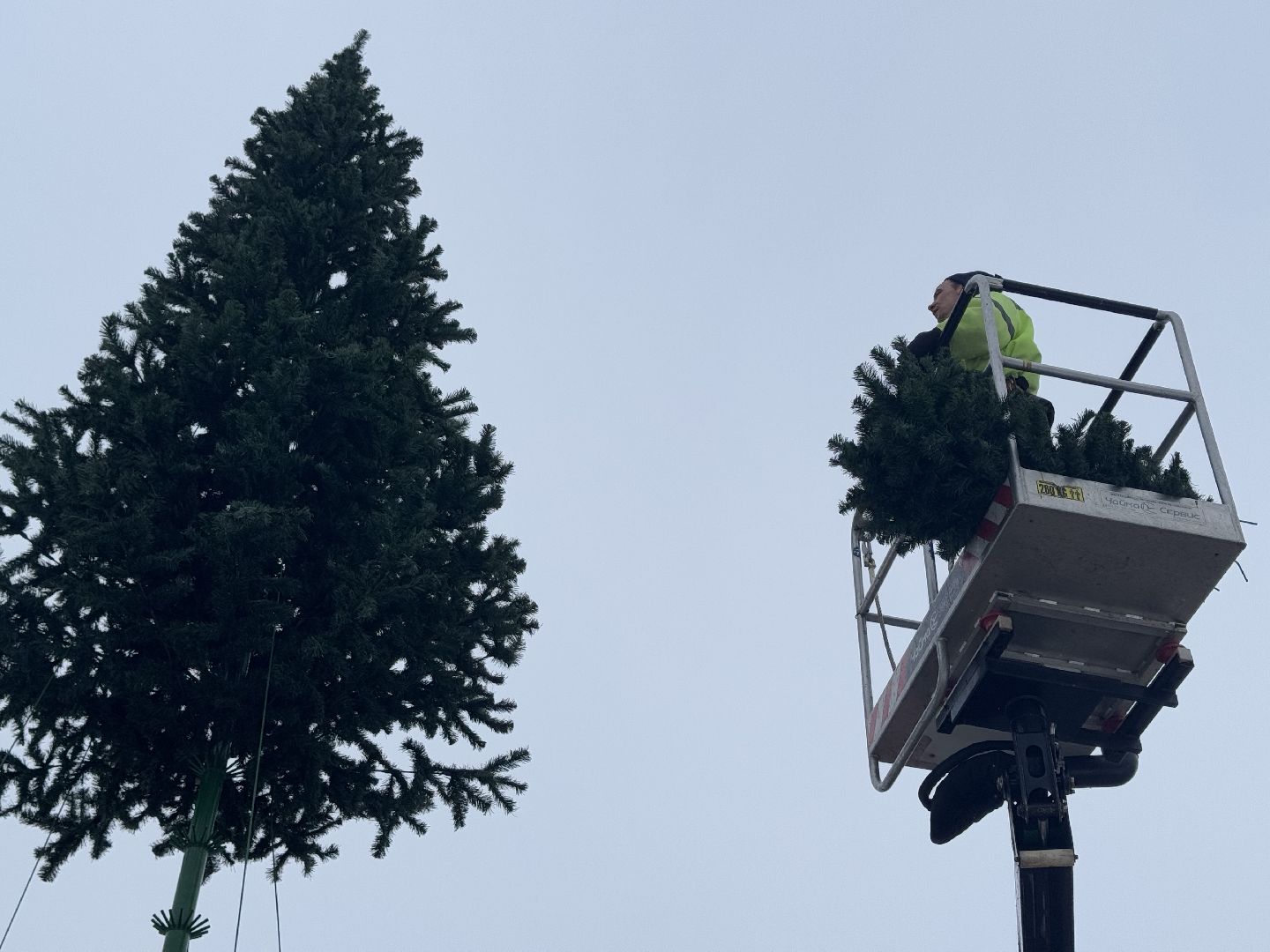 шаховская, ёлка, новогодняя елка, вертикалки,