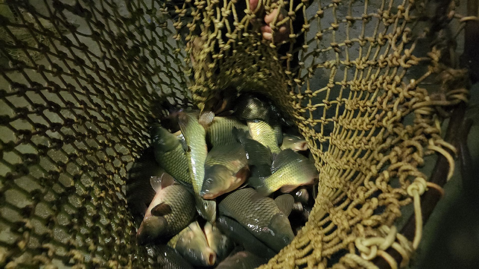 Егорьевск, рыбокомбинат, ЦНА, Подмосковье, бизнес в подмосковье, Московская область,вертикалка, вертикальное видео,